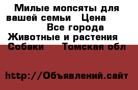 Милые мопсяты для вашей семьи › Цена ­ 20 000 - Все города Животные и растения » Собаки   . Томская обл.